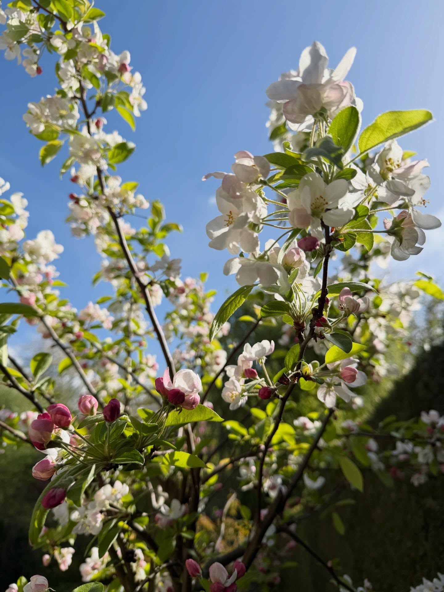 Ons sierappelboompje een paar dagen geleden 🌸 Inmiddels veel witter en voller en ook alweer langzaam aan het uitvallen, het gaat zo snel allemaal! 🌬️
#bloesem #lente #sierappel #malus #spring