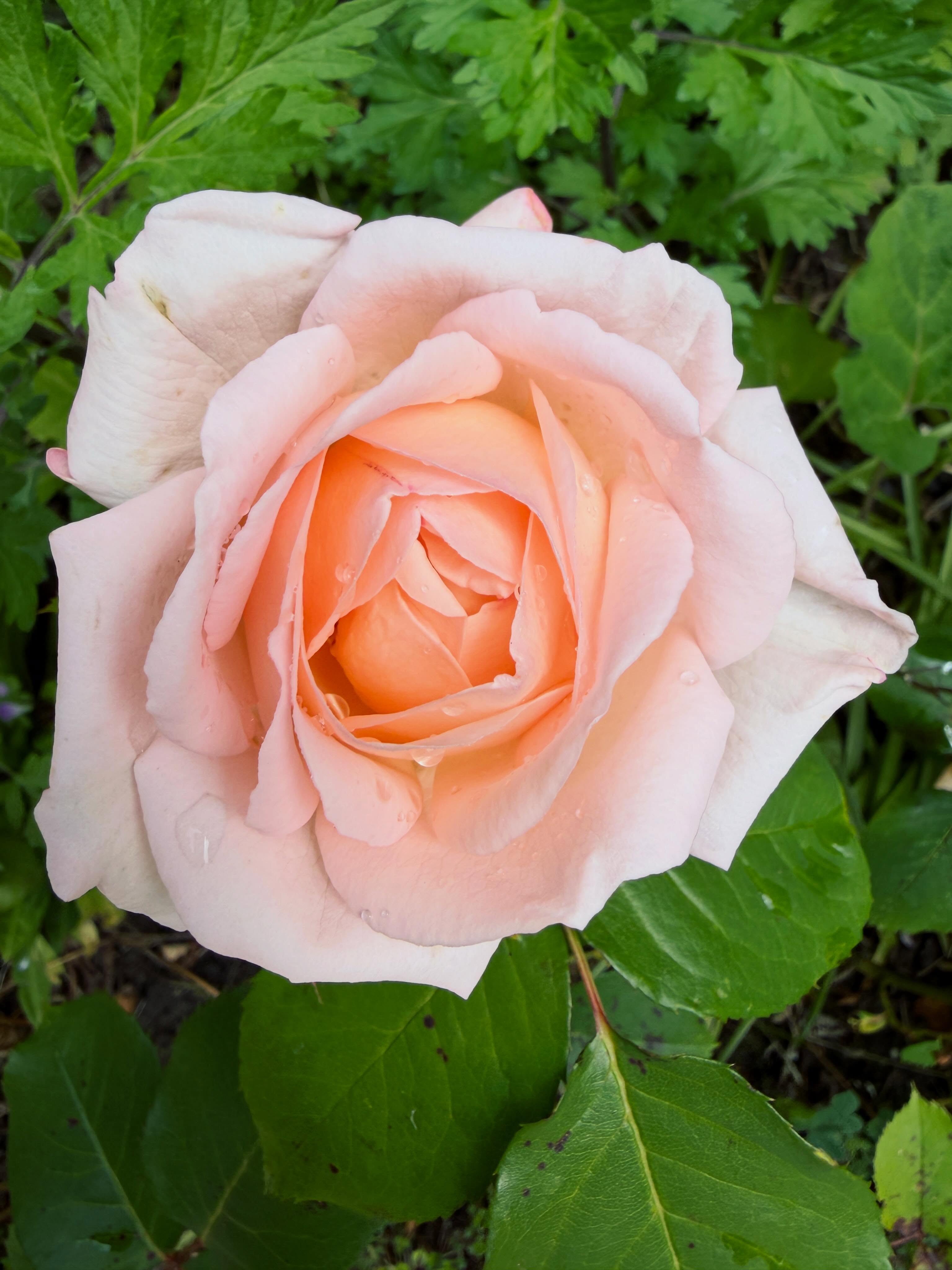 🌹 Mooie eerste roos in de tuin! 😍
#roos #rose #ikgeefjeeenroosjemijnroosje