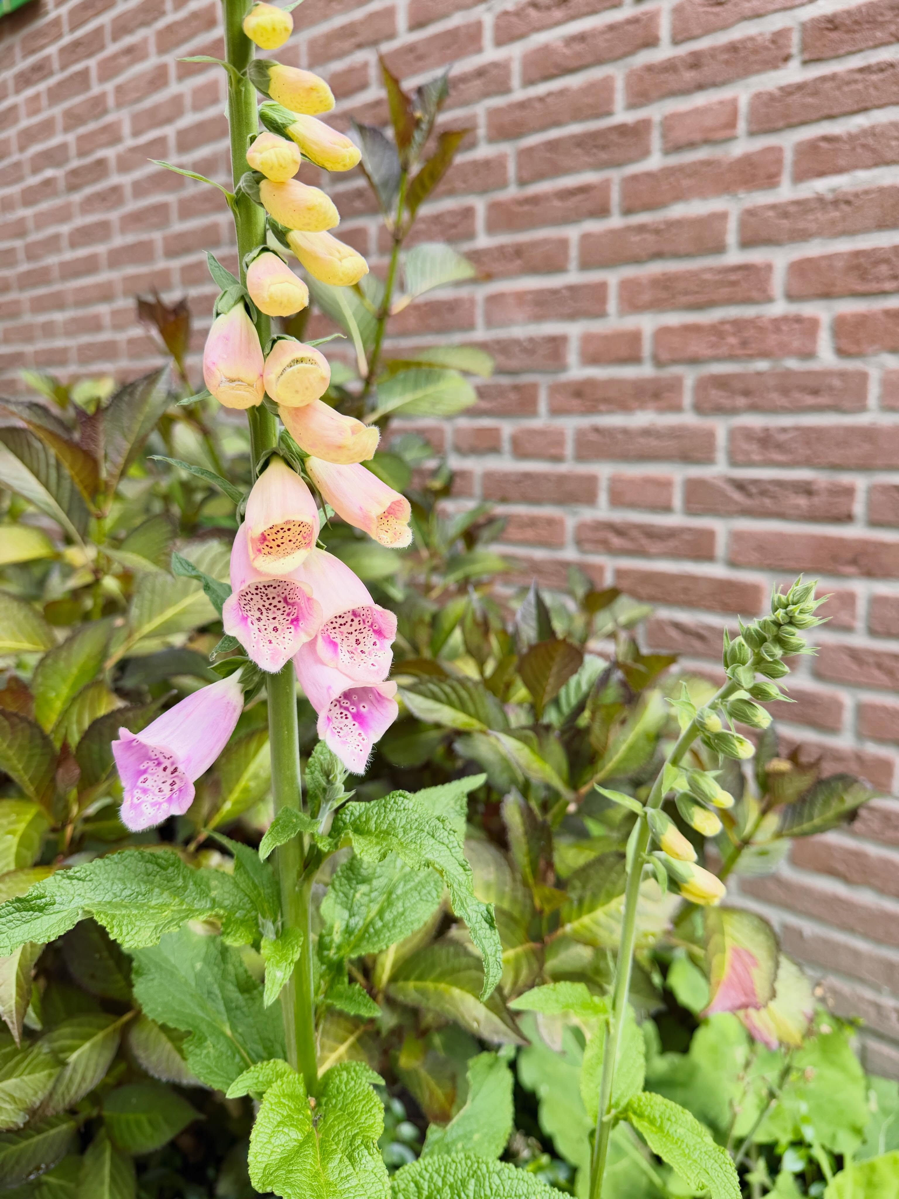 Was bang dat ze niet aangeslagen waren, maar dit jaar toch Vingerhoedskruid in de tuin! 😍🌸
#vingerhoedskruid #digitalispurpurea