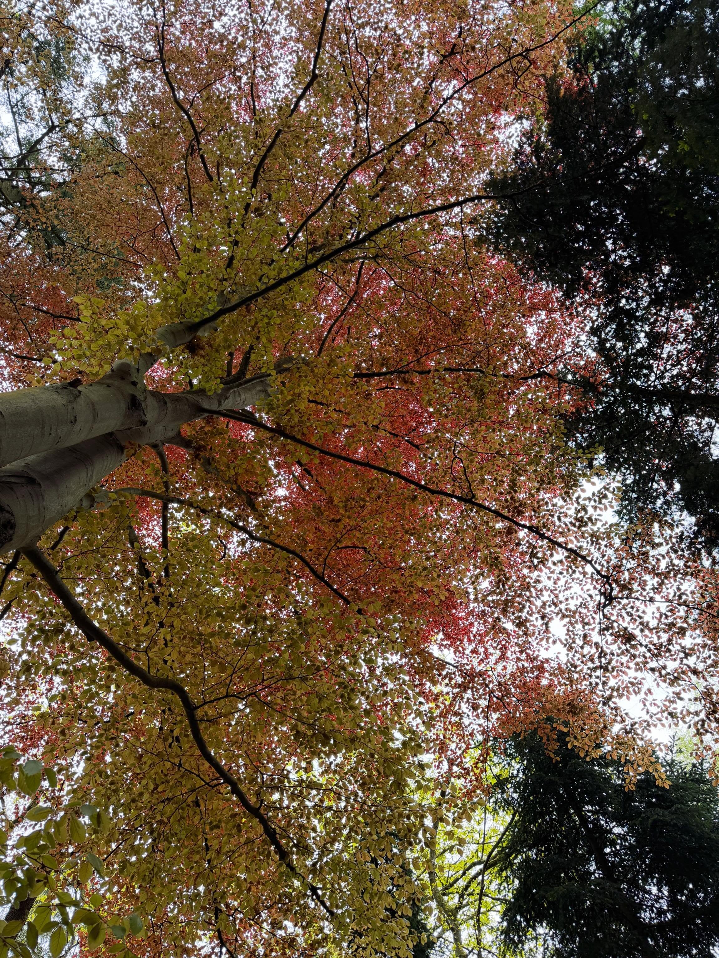 Kleurenpracht 🍃🌳🧡 #trees #bomen #nature