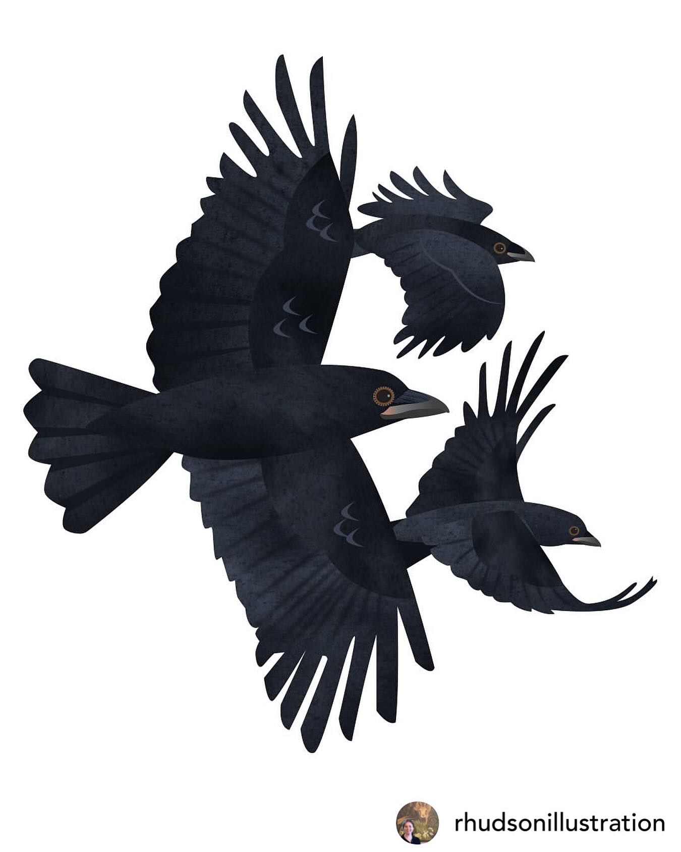 🖤 #illustrationlove 🖤
Regram • @rhudsonillustration 🐦‍⬛ One book - How to Know a Crow 🐦‍⬛ 🐦‍⬛  #howtoknowacrow #crow #crows #kraai #kraaien #illustration #illustrator #illustratie