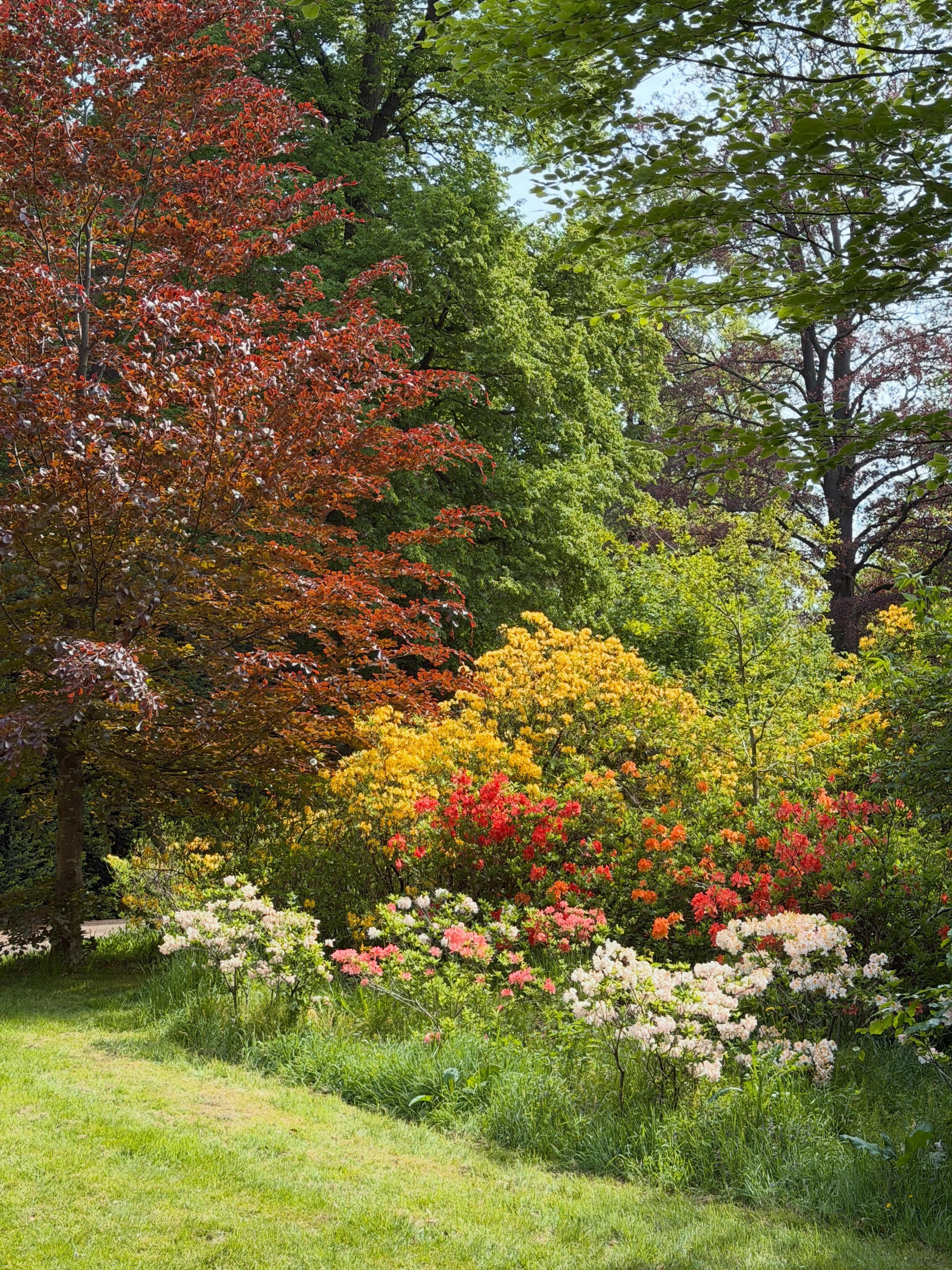 Ik hou zo van dit fleurige seizoen! 🩷❤️🧡💛
#lente #spring #rododendron #rhododendron
