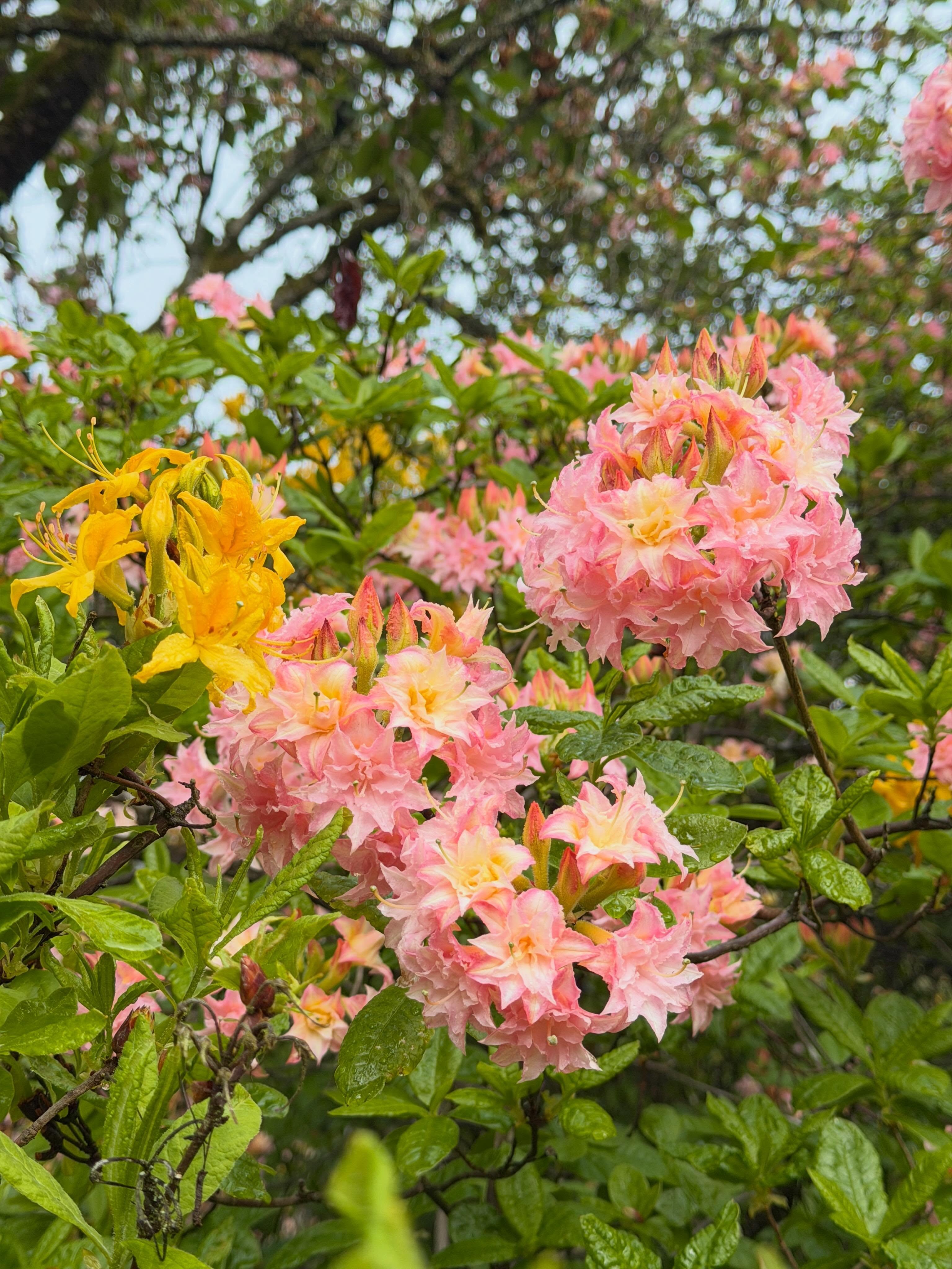 🩷 #rododendron #rhododendron #hetoudeloo