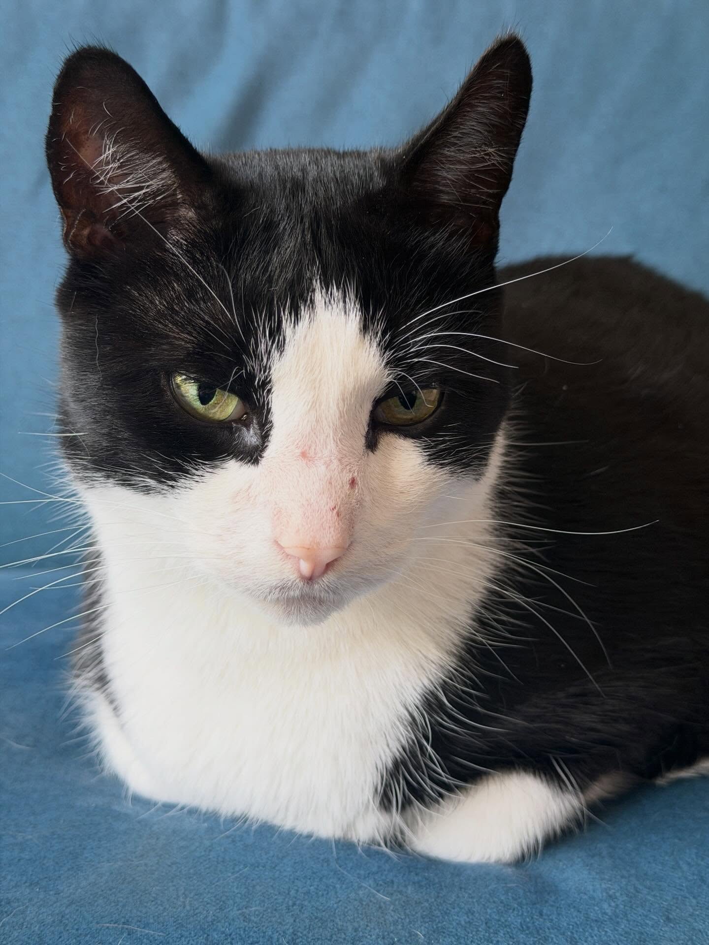 Hiep hiep hoera voor onze Felix! 9 jaar! 🥳😻
#asielkat #adoptdontshop #foreverhome