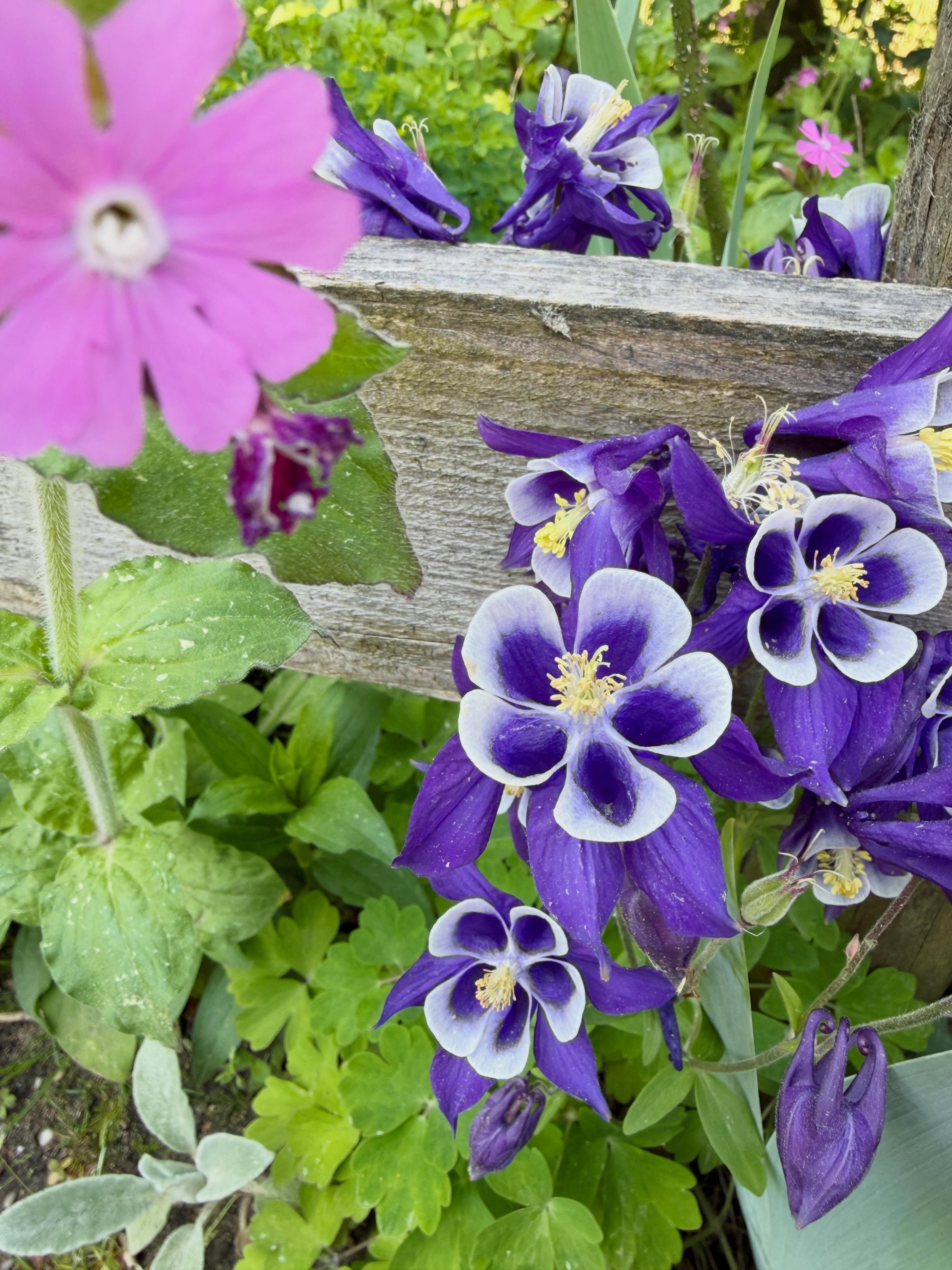Fijne zondag! 💜 Wij gaan weer lekker aan de wandel straks! 😍 Dit is een prachtige Akelei die ik tegenkwam in het Openluchtmuseum vrijdag 🌸