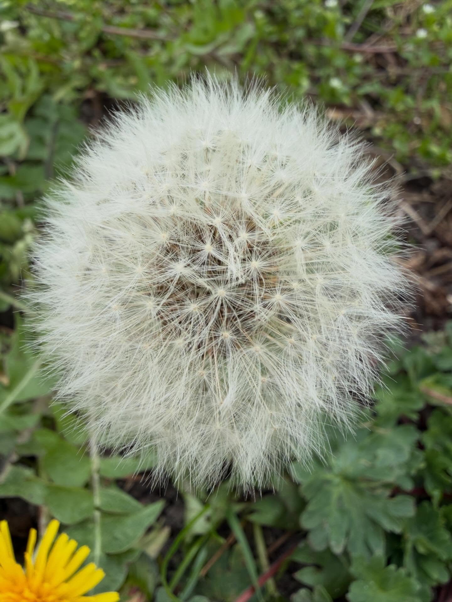 Make a wish 🌬️🌬️🌬️ 
#paardenbloem #dandelion