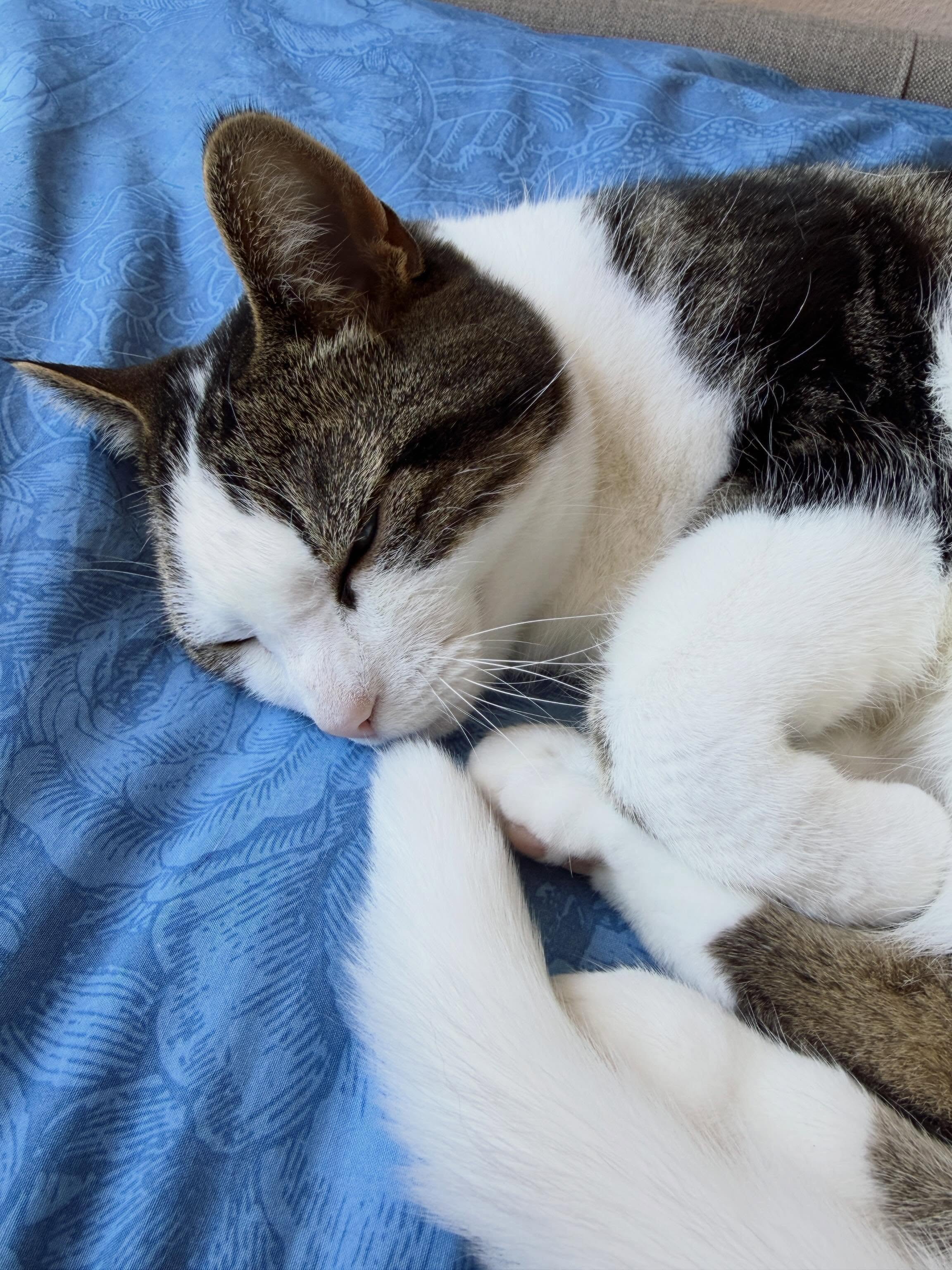 Hiep hiep hoera voor onze Minoes! 9 jaar! 😻
#asielkat #adoptdontshop #foreverhome