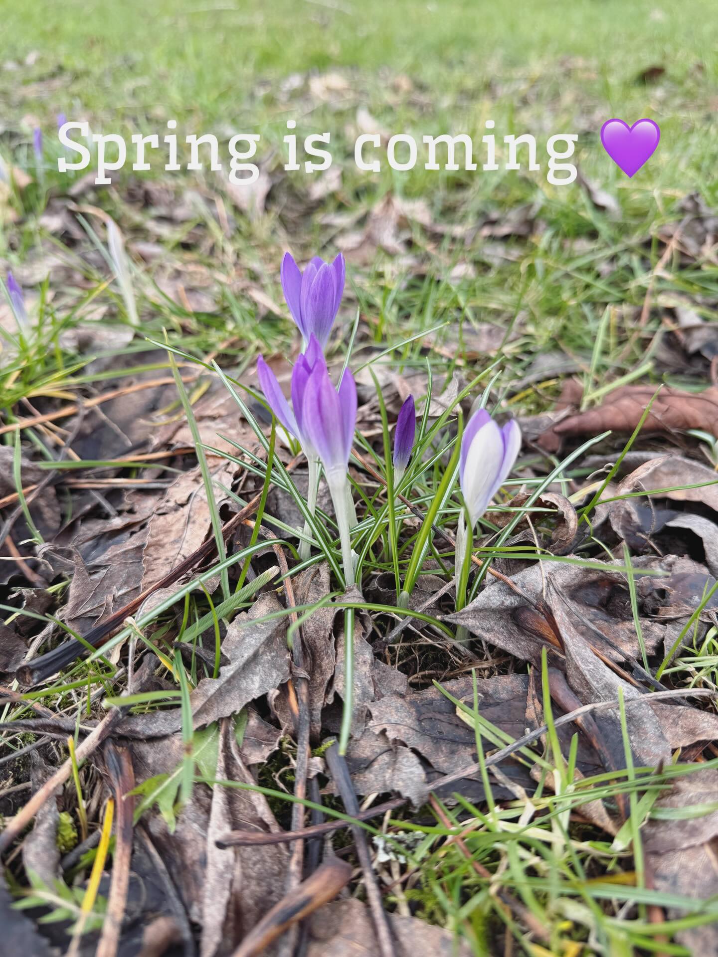 Spring is coming 💜💜💜 #lente #spring