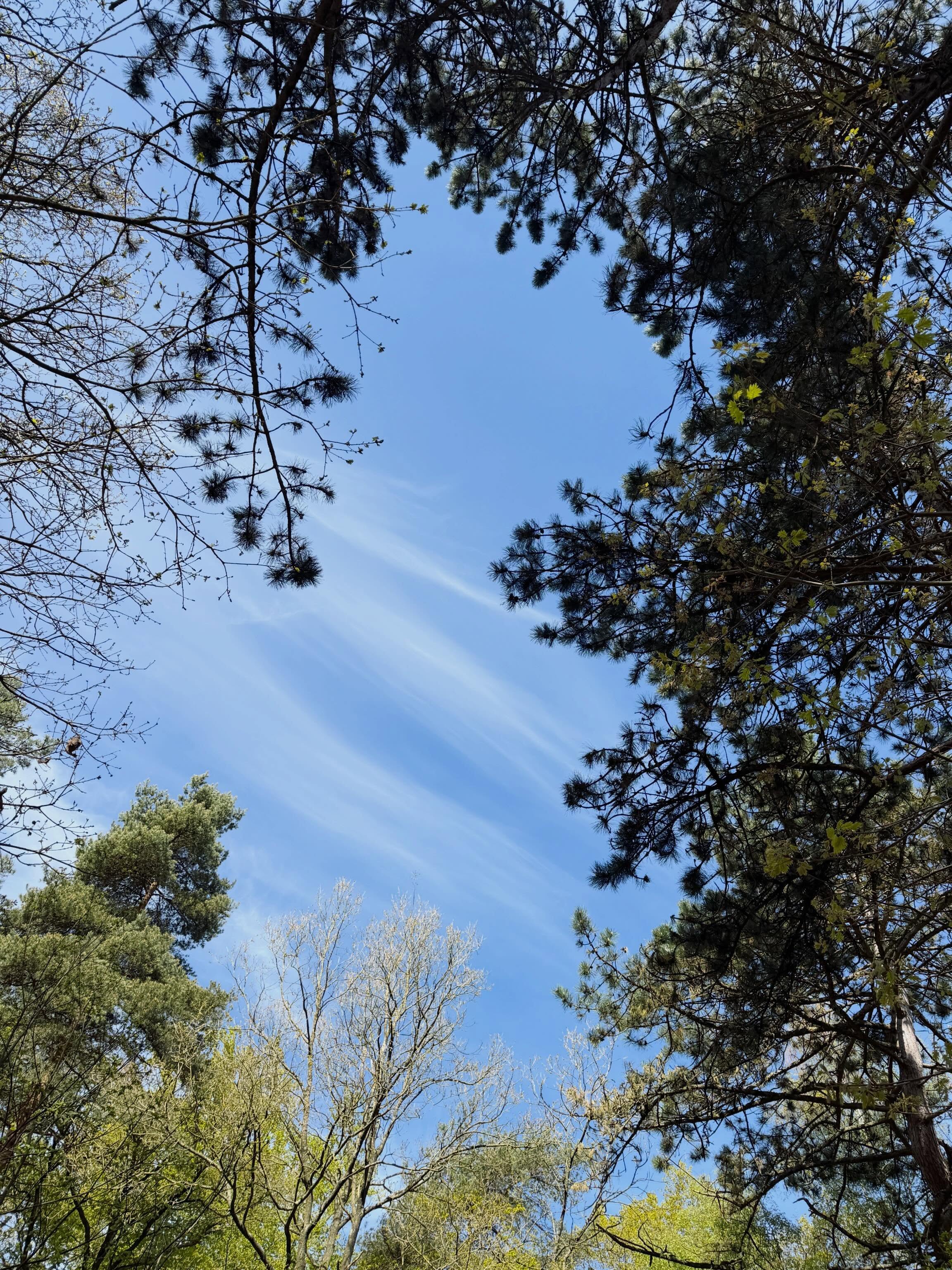 Fijne Koningsdag! 🧡🇳🇱
Dit was gisterochtend tijdens de wandeling bij Harderwijk 💚🌲🌳🍃 #wandelen #wandellust