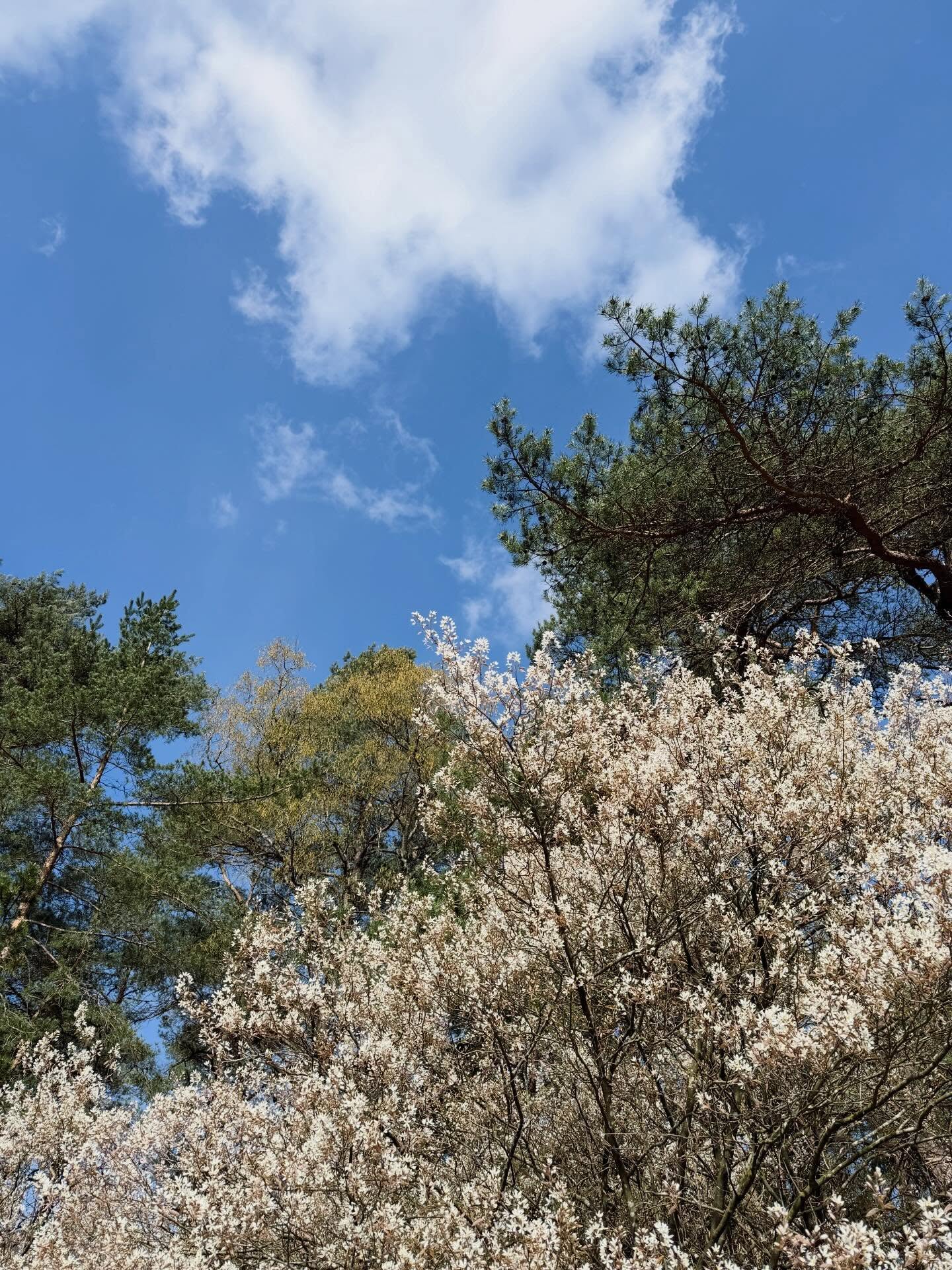 Kijk ook eens omhoog als je aan de wandel bent! 😍🌳
#wandelen #wandellust #treetops #trees #bomen