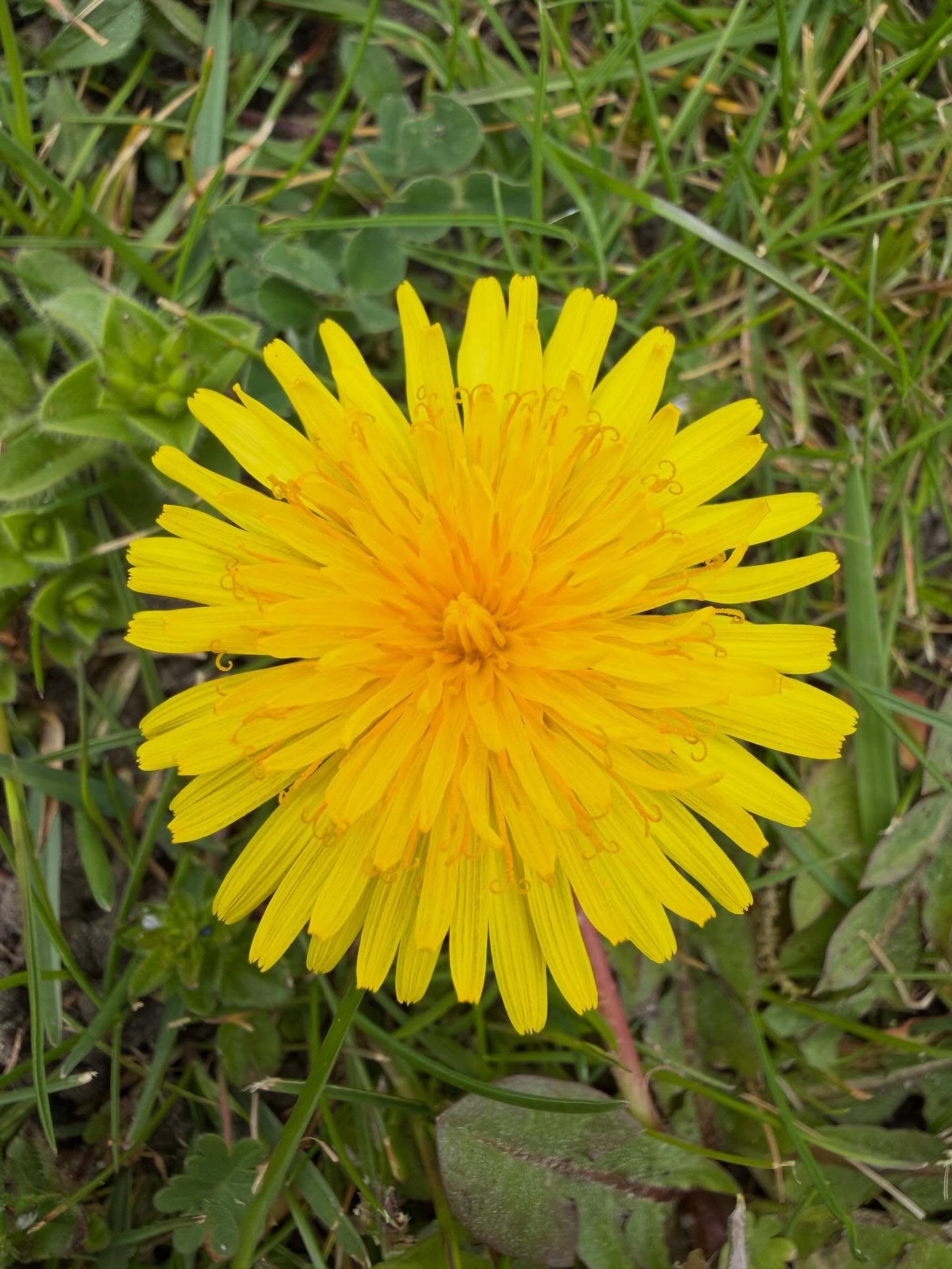 Een vrolijk zonnetje ☀️ #paardenbloem #dandelion