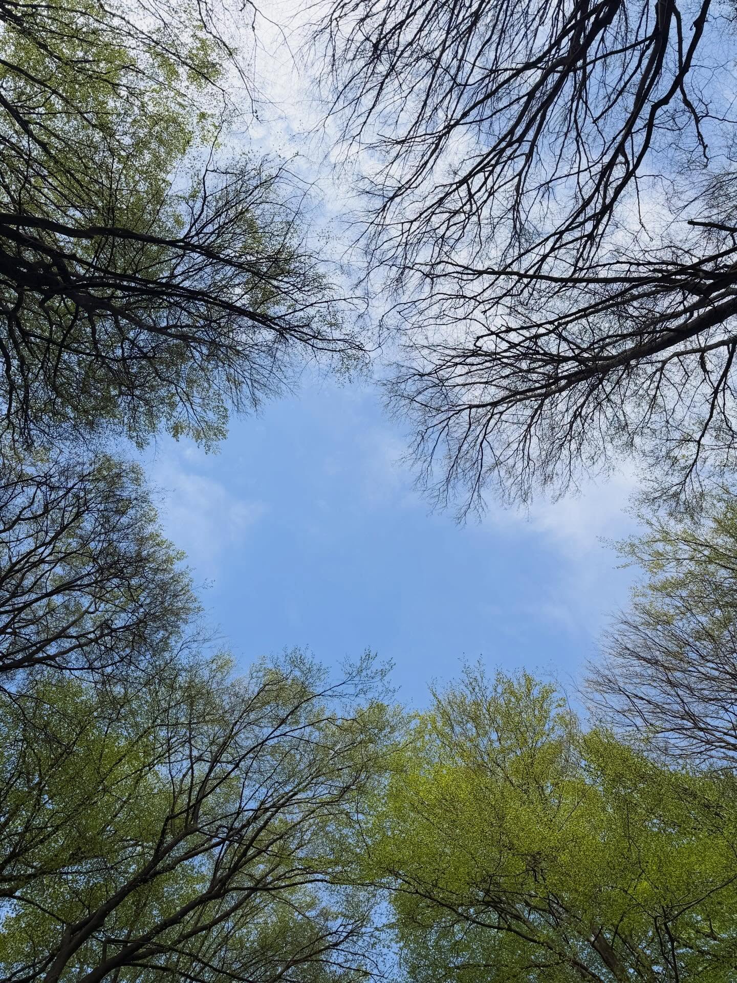 “In the stillness of the trees I am home.” 🌲🌳
- Wendell Berry