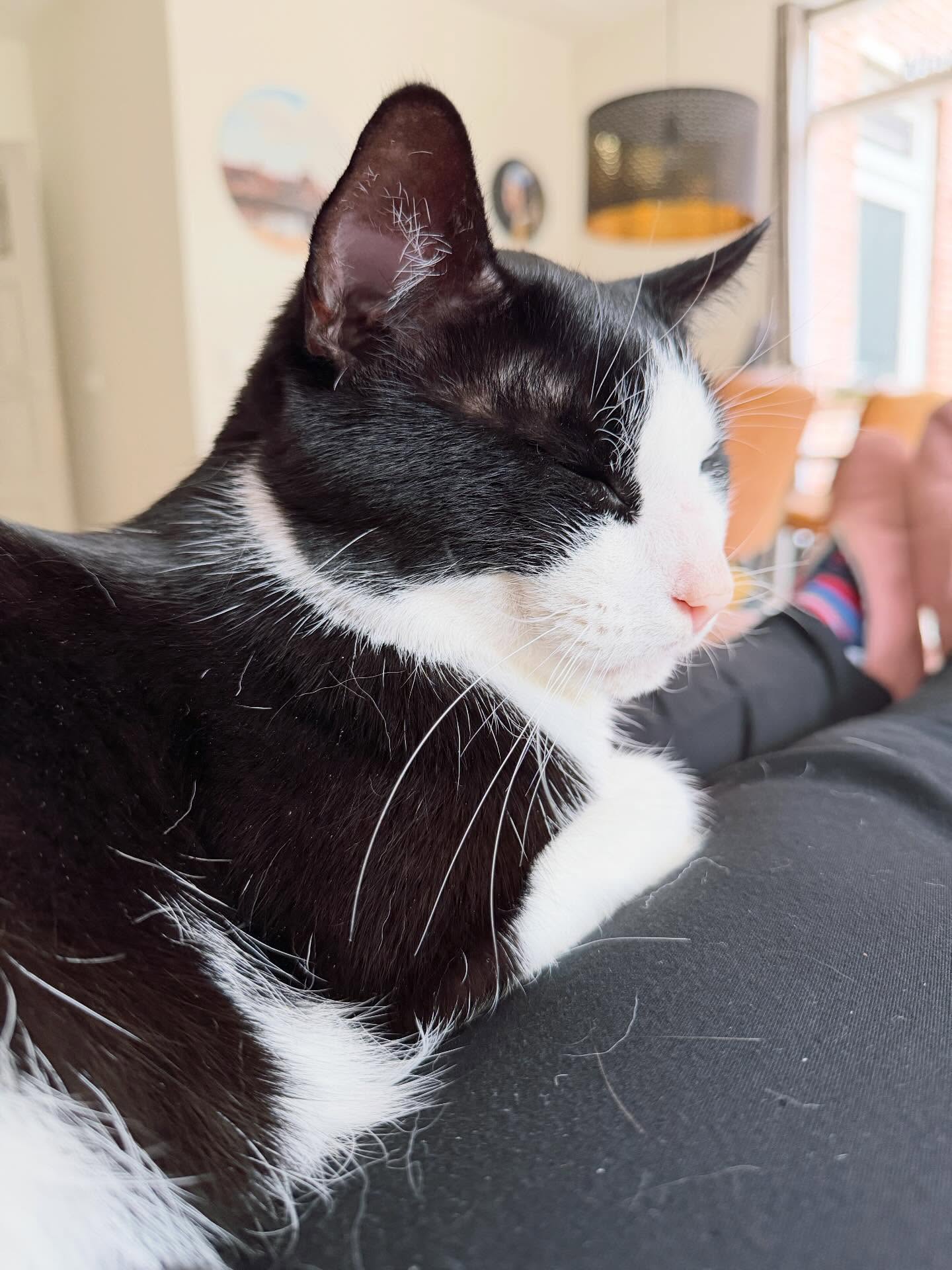 Onze Felix flixie 😻 Al 6,5 jaar onze ‘De Flix’ want hij is grooooot! 🖤🤍 Van scharminkelige knuffelkont naar knuffelbeer! #foreverhome #adoptdontshop