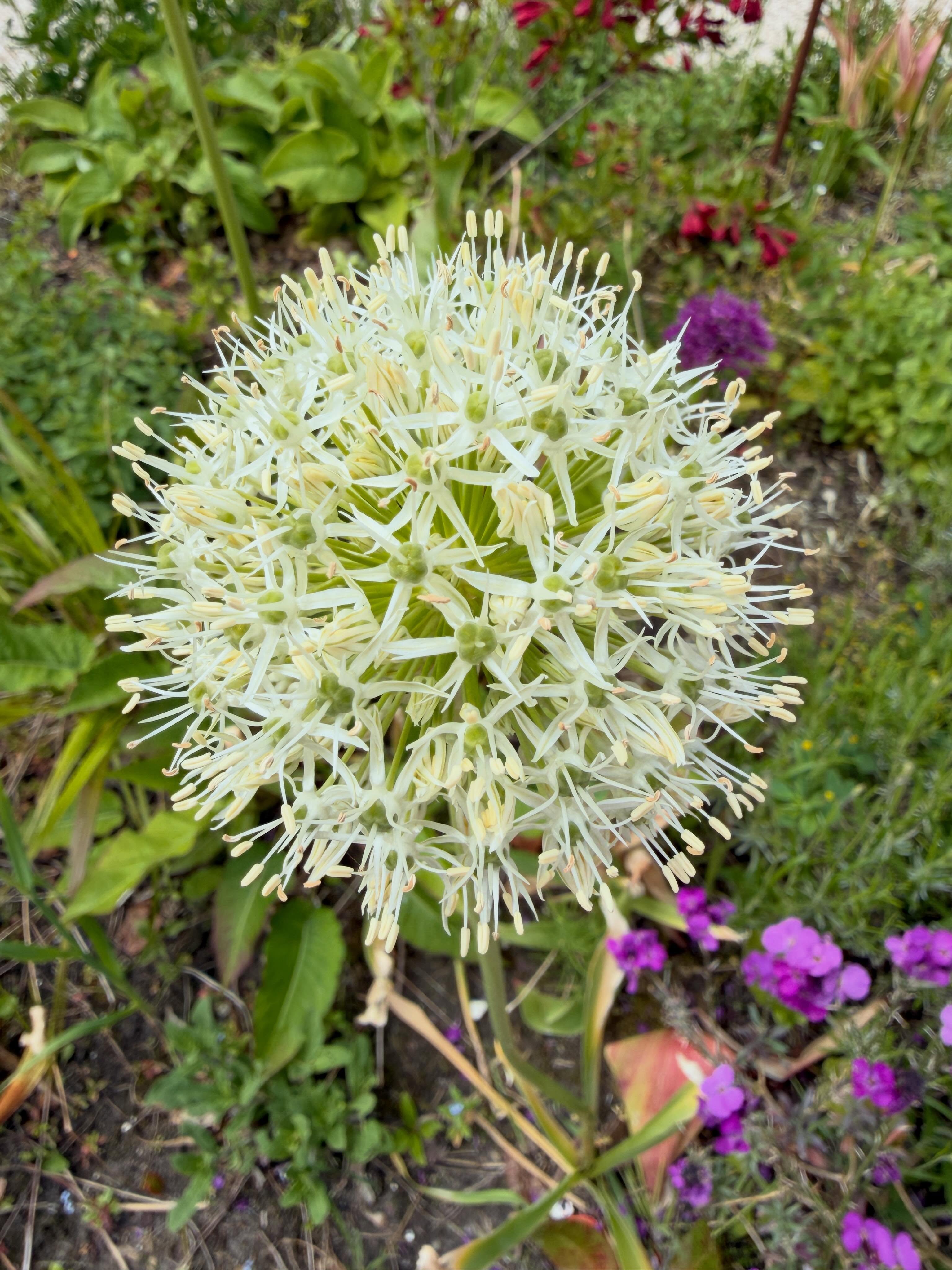 Onze Allium ‘Mount Everest’, lekker grote sierui 🤍😍
#allium #alliummounteverest #sierui #detuingroenerdemensgelukkiger