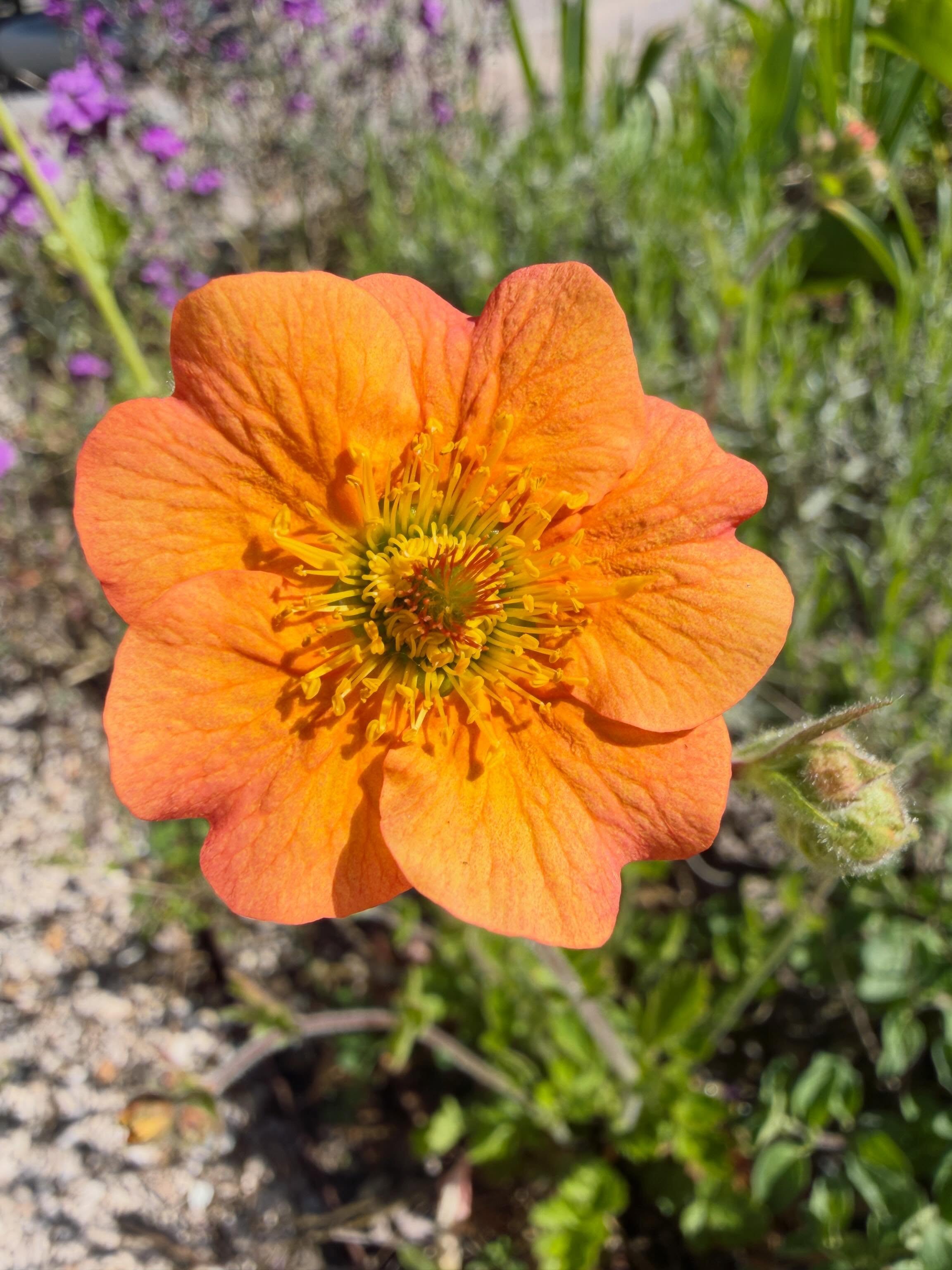 🧡🧡🧡 #nagelkruid #geumcoccineum