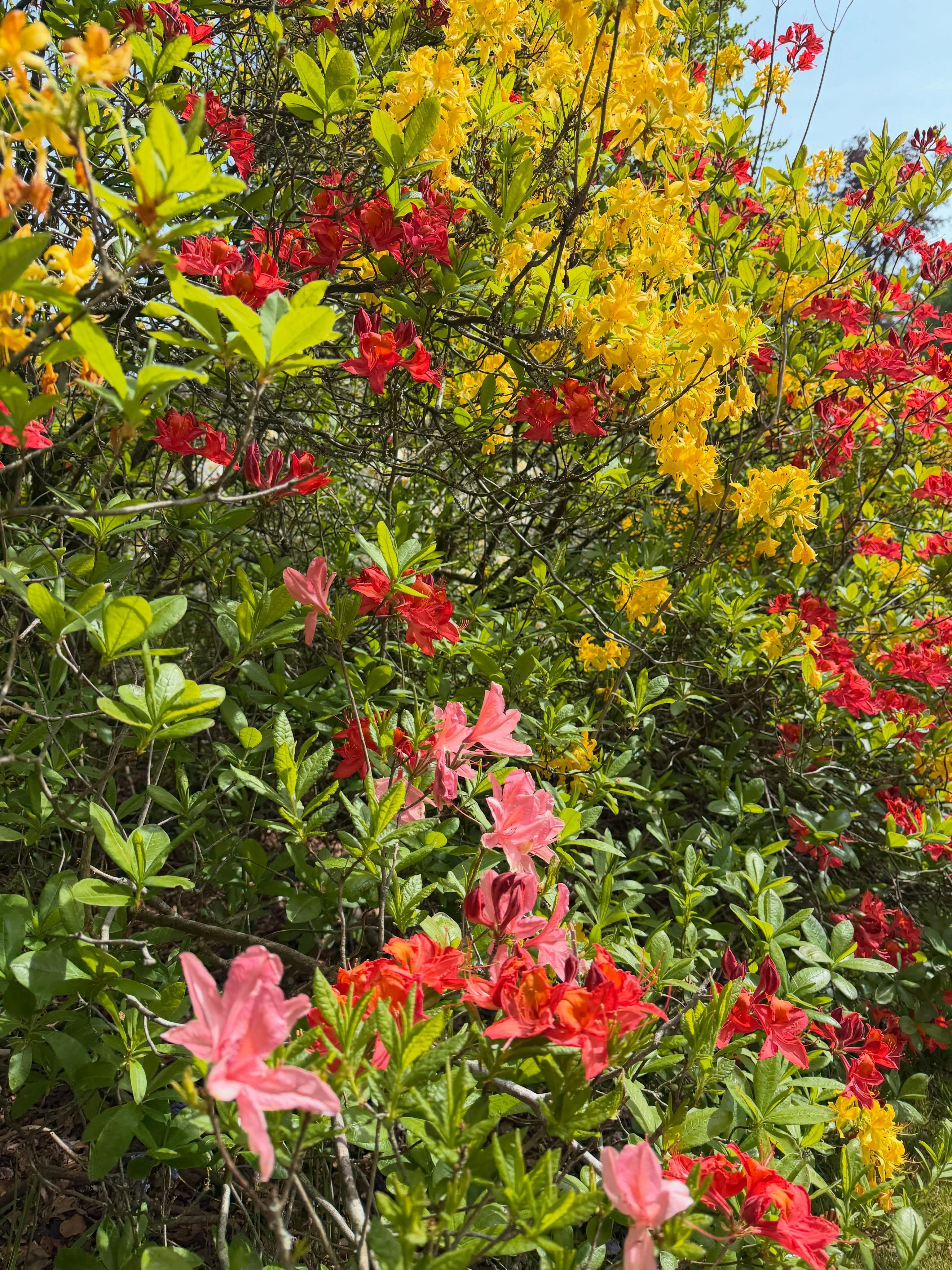 Nu alweer helemaal klaar met de druilerigheid! 😩 (maar voor de natuur wel heel fijn!! 🙏🏻) Dan maar weer even iets fleurigs op de timeline! 🌸🌼🌺
#rododendron #rhododendron #paleisparkhetloo