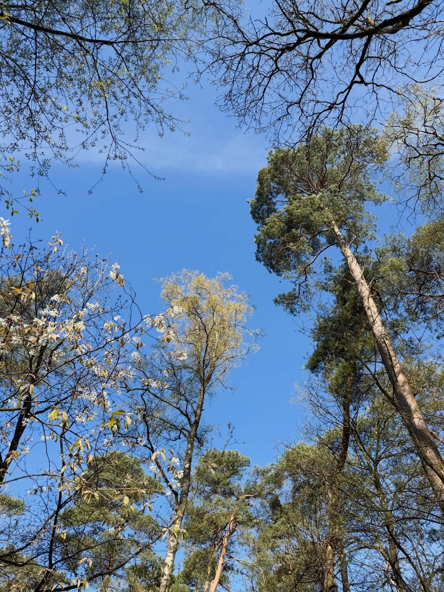 🩵💚🩵💚
#trees #treetops #treelover